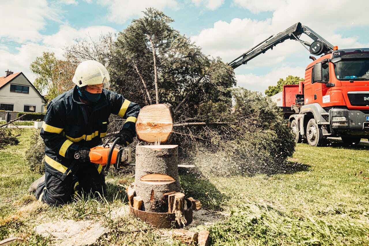 The Steps Involved in Our Tree Care Process in Maplewood, MN